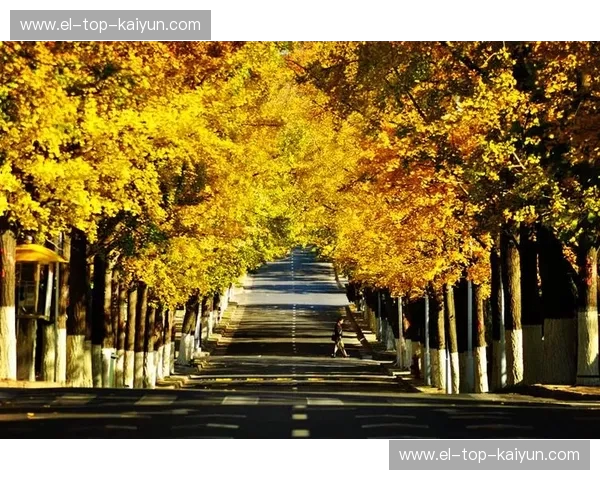 绿茵场上的别样风景：北爱尔兰与新西兰的足球故事